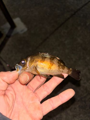 メバルの釣果