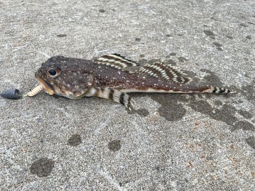 カジカの釣果