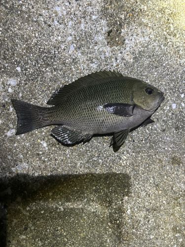 メジナの釣果