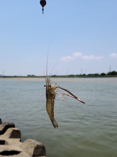 テナガエビの釣果