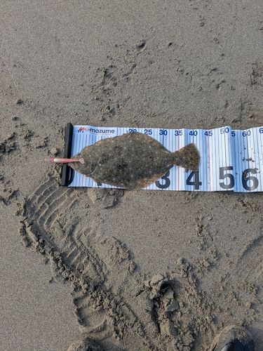 ヒラメの釣果