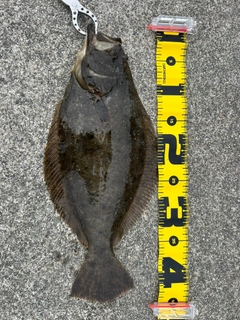 ヒラメの釣果