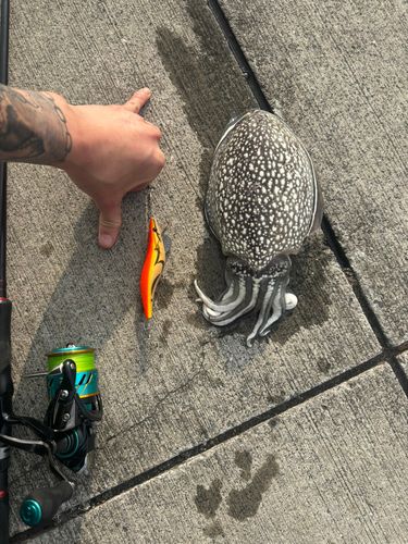シリヤケイカの釣果