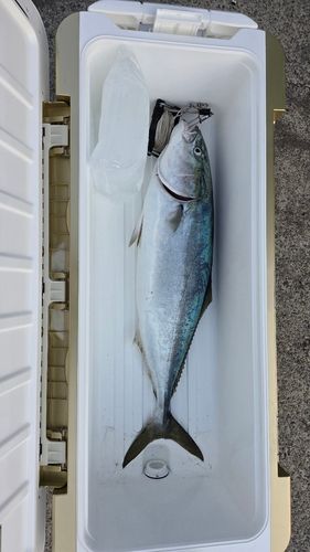 ブリの釣果