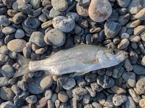 セイゴ（ヒラスズキ）の釣果