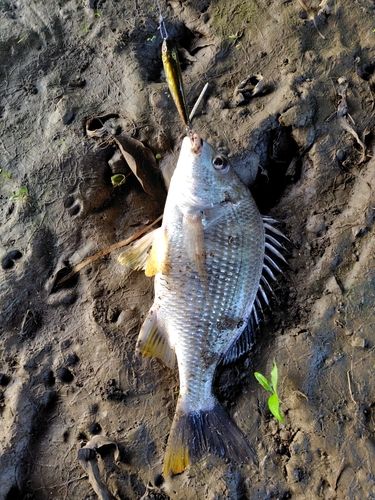 キビレの釣果