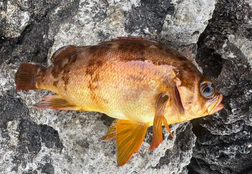 アカメバルの釣果