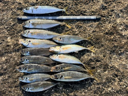 アジの釣果