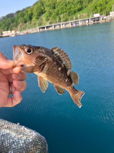 エゾメバルの釣果