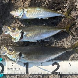 ニワカ釣り師さんの2026年05月10日(日)の釣行(岩手県 - 山田湾