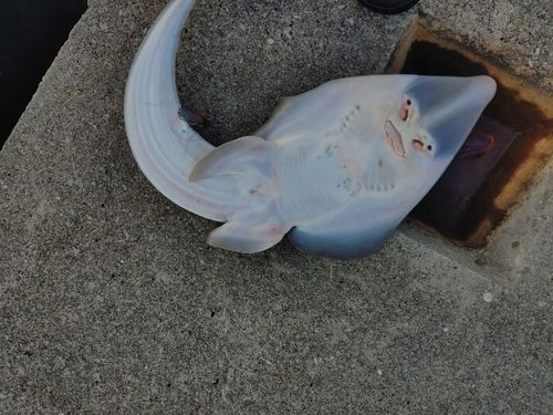 サカタザメの釣果