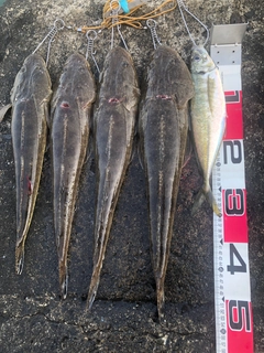 マゴチの釣果