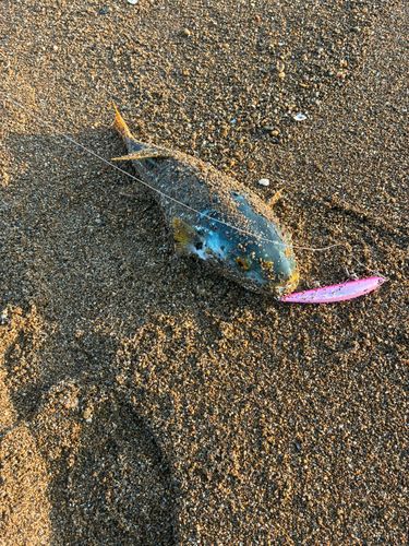 シマフグの釣果