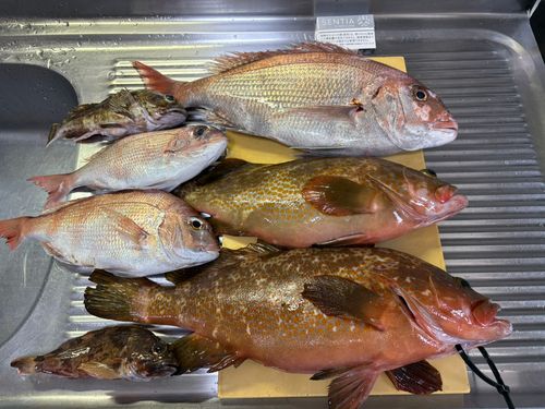 タイの釣果