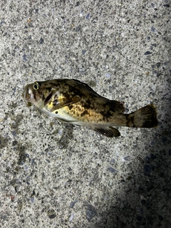 クロソイの釣果