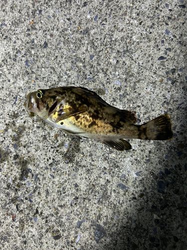 クロソイの釣果