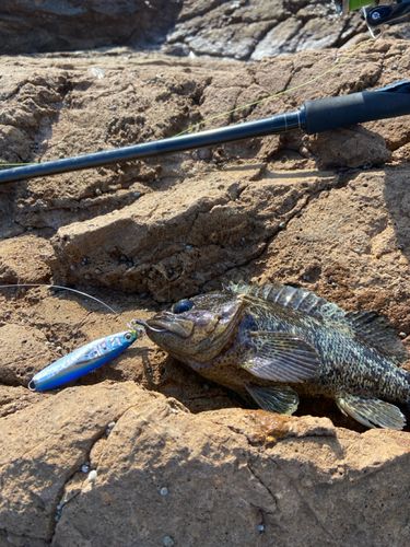 ソイの釣果