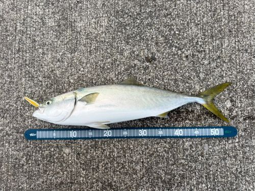 イナダの釣果