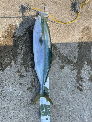 釣果