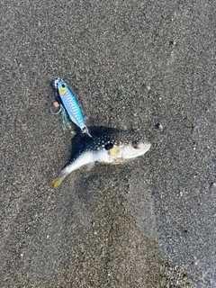クサフグの釣果