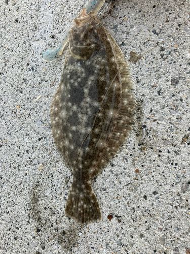 ソゲの釣果