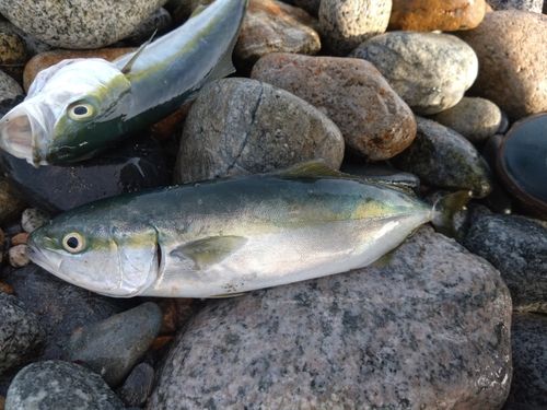 ツバイソの釣果