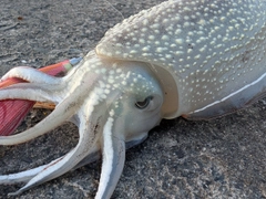 シリヤケイカの釣果