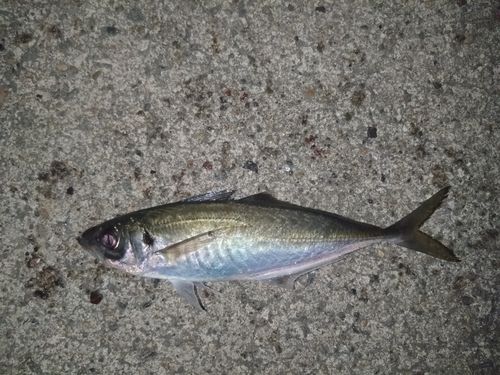 マアジの釣果