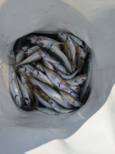 釣果
