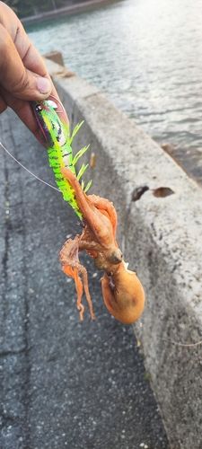 タコの釣果