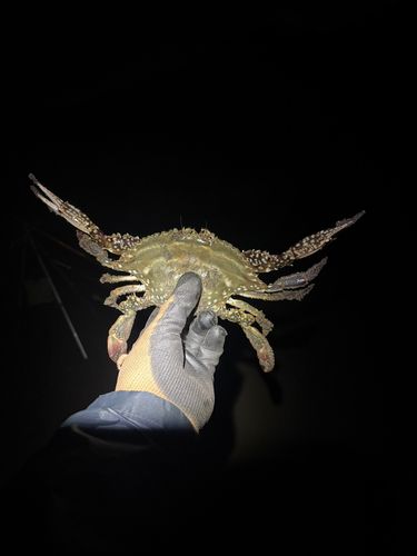 ワタリガニの釣果