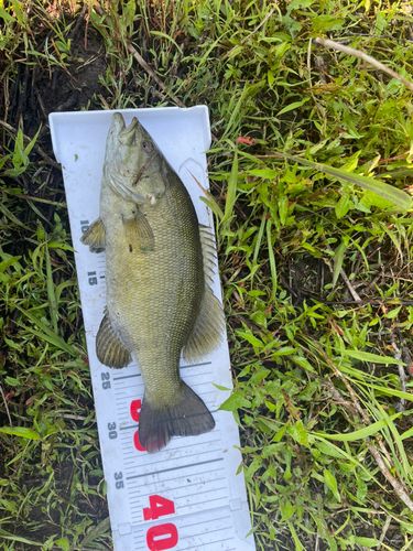 スモールマウスバスの釣果