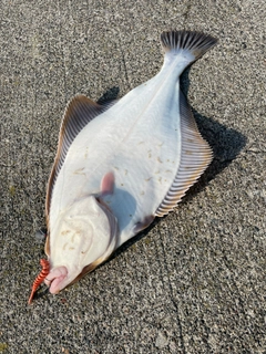 イシガレイの釣果