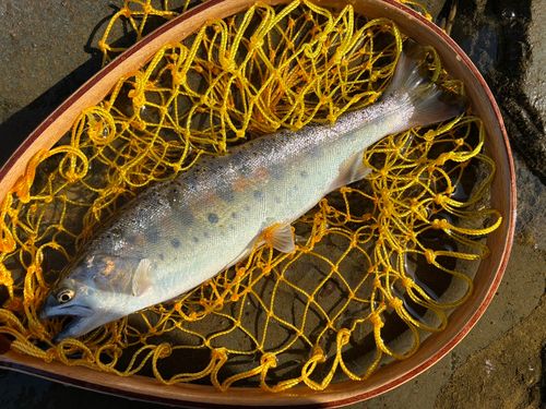 ヤマメの釣果
