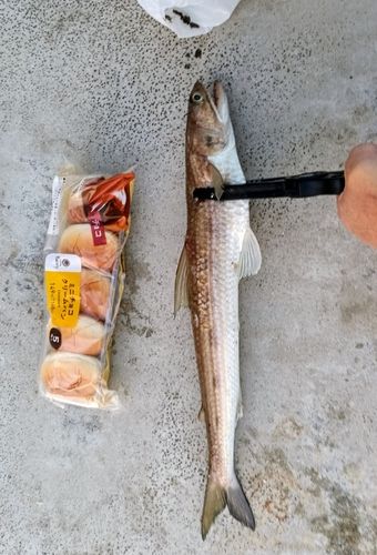 エソの釣果
