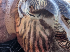 モンゴウイカの釣果
