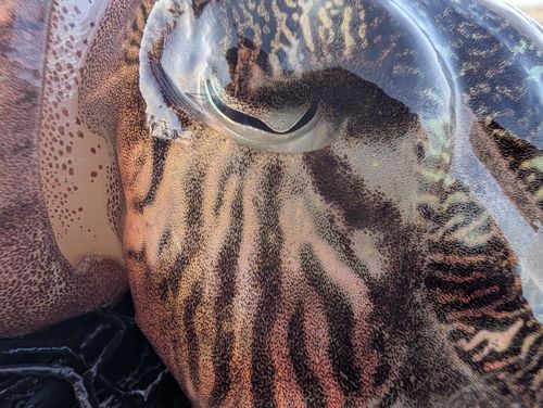 モンゴウイカの釣果
