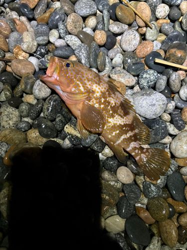 キジハタの釣果