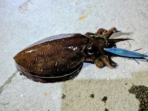 モンゴウイカの釣果
