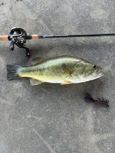 ラージマウスバスの釣果