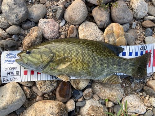 スモールマウスバスの釣果