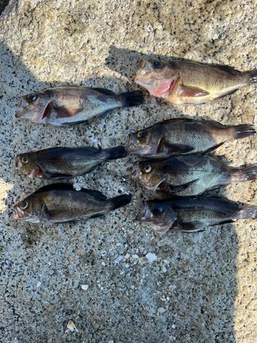メバルの釣果