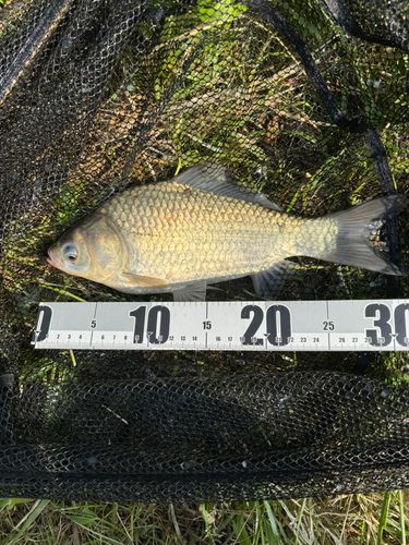 ヘラブナの釣果