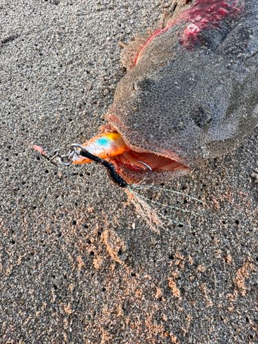 マゴチの釣果