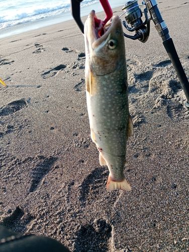 アメマスの釣果