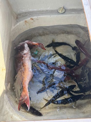マダイの釣果