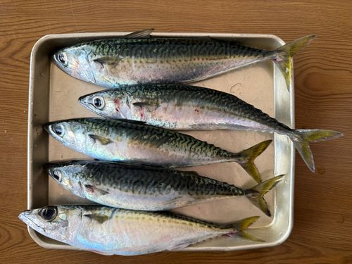マサバの釣果