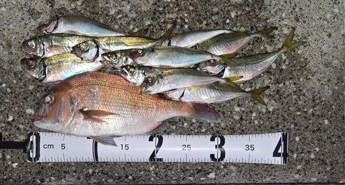 マダイの釣果