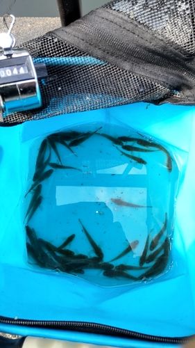 マハゼの釣果
