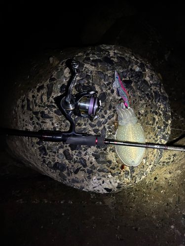 コウイカの釣果